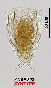  Image courtesy of ANSP (Jersabek et al. 2003) <a href='../../Reference/Index/15798' target='_blank'>[Ref.15798]</a>; female, dorsal view